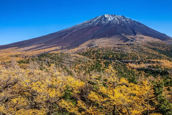 Topo Monte Fuji Pinheiros Amarelos Outono — Fotografia de Stock