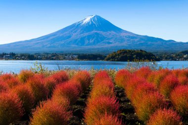 Kokia ve Fuji Dağı sonbahar mevsiminde Kawakuchiko Gölü çiçek parkında ayrılırlar.