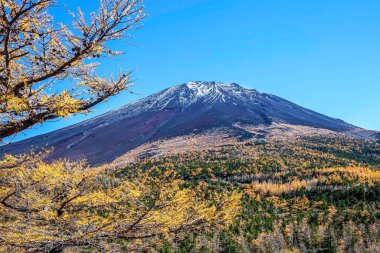 Fuji Dağı 'nın zirvesi ve sonbaharda sarı çam ağaçları