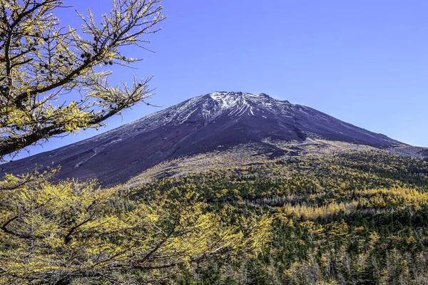 Topo Monte Fuji Pinheiros Amarelos Outono — Fotografia de Stock