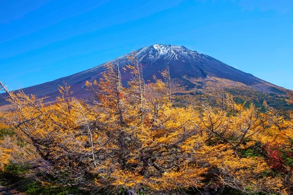 Vrchol Hory Fuji Žluté Borovice Podzim — Stock fotografie