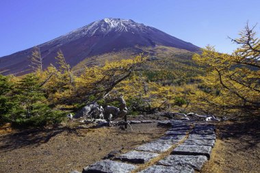 Fuji Dağı 'nın zirvesi ve sonbaharda sarı çam ağaçları