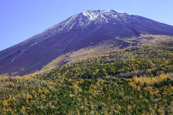 Topo Monte Fuji Pinheiros Amarelos Outono — Fotografia de Stock