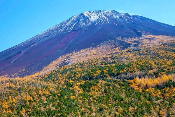 Fuji Dağı Nın Zirvesi Sonbaharda Sarı Çam Ağaçları — Stok fotoğraf