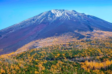 Fuji Dağı 'nın zirvesi ve sonbaharda sarı çam ağaçları
