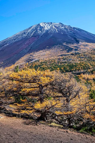 Topo Monte Fuji Pinheiros Amarelos Outono — Fotografia de Stock