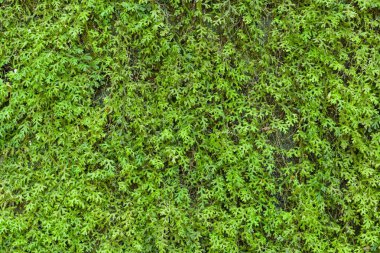 Yeşil ağaçlar eski beton duvar dokusu ve arka planı boyunca büyürler.