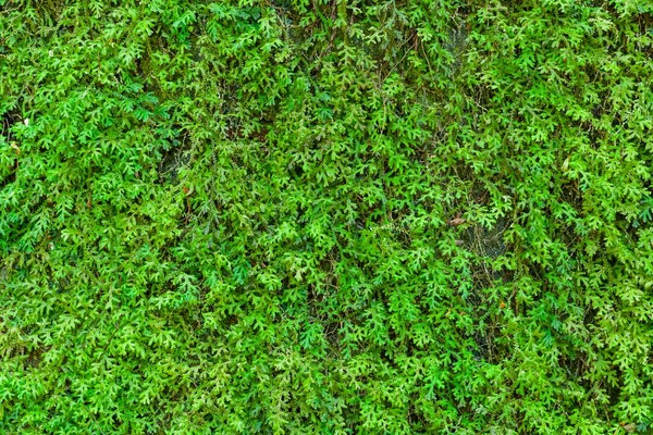 Árboles Verdes Crecen Largo Antigua Pared Cemento Textura Fondo — Foto de Stock