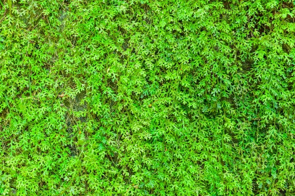 Yeşil Ağaçlar Eski Beton Duvar Dokusu Arka Planı Boyunca Büyürler — Stok fotoğraf