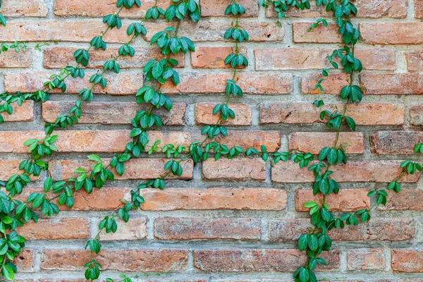 Green ivy on old brown stone brick wall pattern and background