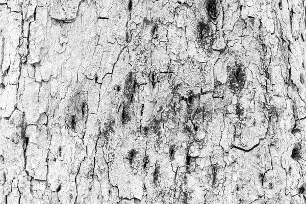 Risse Der Baumrinde Textur Und Hintergrund Nahtlos — Stockfoto