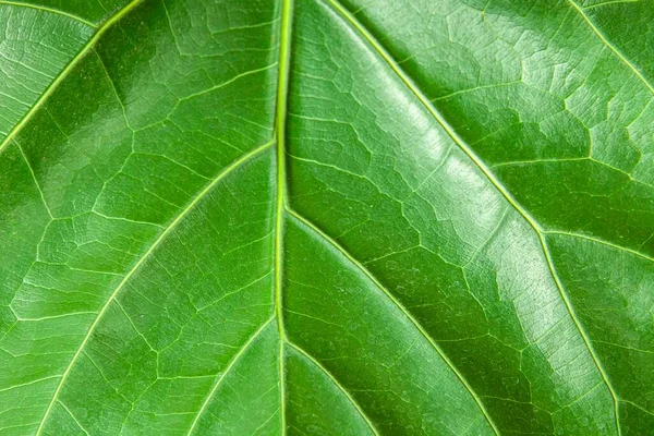 Närbild Gröna Blad Natur Bakgrund Natur Bakgrund Träd Löv Struktur — Stockfoto