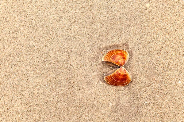 Hnědé Skořápky Jsou Vzorované Čistém Světle Hnědém Písku Čisté Pláži — Stock fotografie