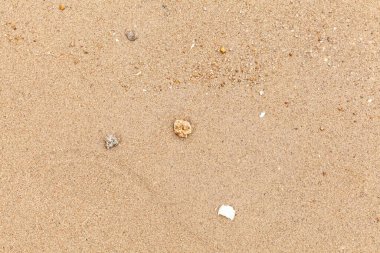 Arkaplan olarak kullanılmak üzere temiz kahverengi kum ve kabuk parçaları