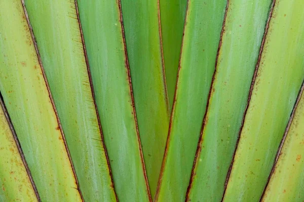 Nahaufnahme Von Grün Hinterlässt Die Natur Hintergrund Natur Hintergrund Der — Stockfoto