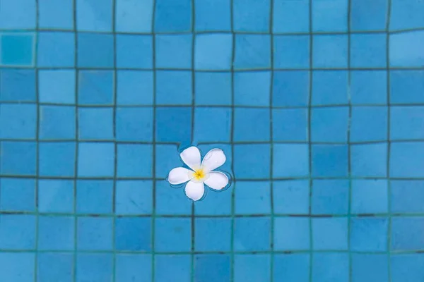 Цветы Плавают Воде Бассейне Внутри Отеля Использования Качестве Фона — стоковое фото