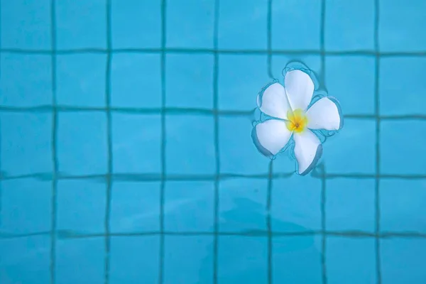 Las Flores Flotan Agua Piscina Dentro Del Hotel Para Uso — Foto de Stock