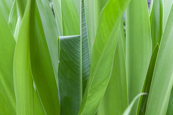 Close Green Leaves Nature Background Nature Background Tree Leaves Texture — Stock Photo, Image