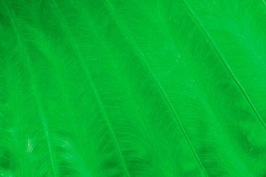 Yeşil yaprakların yakın plan doğa arka planı. Ağaç yapraklarının doğa arkaplanı desen ve arkaplan pürüzsüz