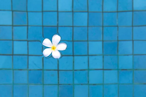 Цветы Плавают Воде Бассейне Внутри Отеля Использования Качестве Фона — стоковое фото