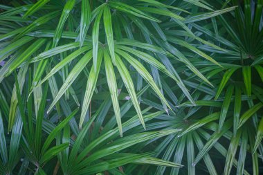 Yeşil yaprakların yakın plan doğa arka planı. Ağaç yapraklarının doğa arkaplanı desen ve arkaplan pürüzsüz