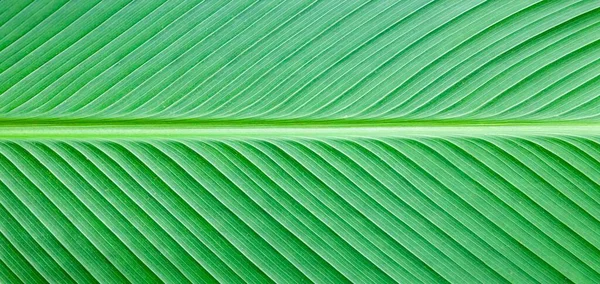 Panorama Près Plan Feuilles Vertes Fond Naturel Nature Fond Feuilles — Photo