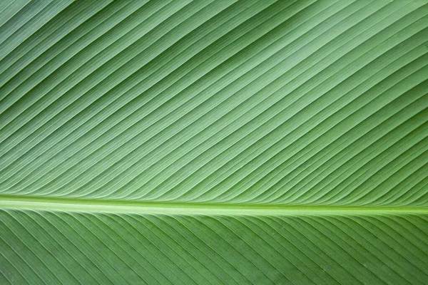 Gros Plan Feuilles Vertes Fond Naturel Nature Fond Feuilles Arbre — Photo