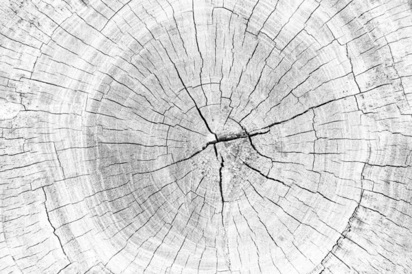Close White Stump Pattern Texture Background Seamless — Stock Photo, Image