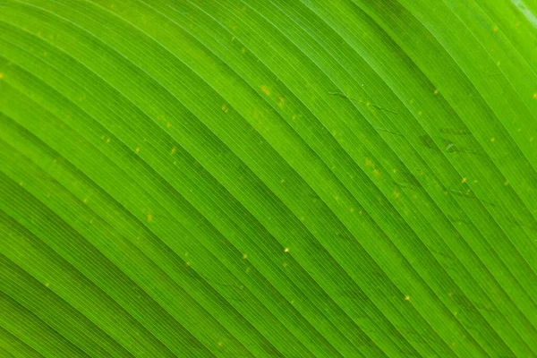 Gros Plan Feuilles Vertes Fond Naturel Nature Fond Feuilles Arbre — Photo