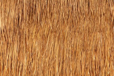 Kahverengi yaprak duvar deseni ve arkaplan dikişsiz