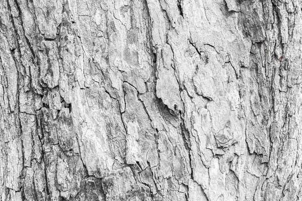 Risse Der Baumrinde Textur Und Hintergrund Nahtlos — Stockfoto