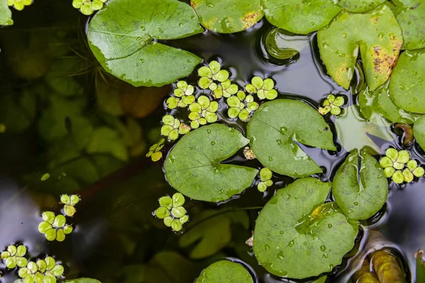 Fresh Green Floating Aquatic Plants Pattern Texure Background Seamless — Stock Photo, Image