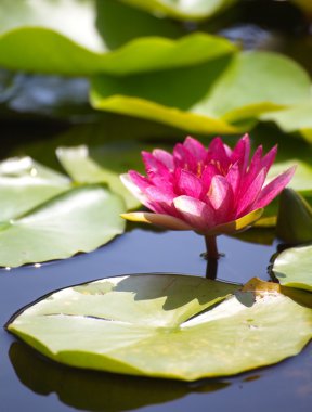 Lotus çiçeği.
