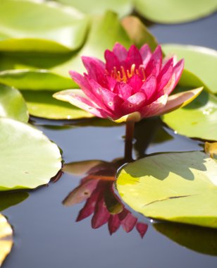 Lotus çiçeği.
