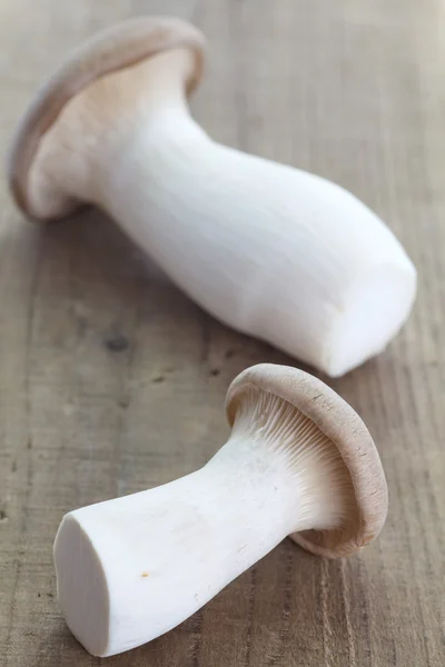 Fungo di Boletus — Foto Stock