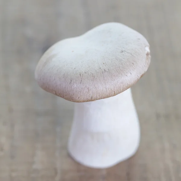 Boletus hongo —  Fotos de Stock