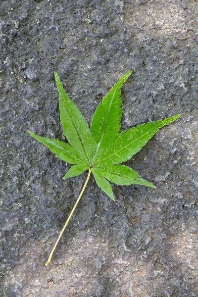 Folha verde — Fotografia de Stock