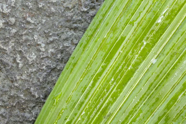 Feuille verte — Photo