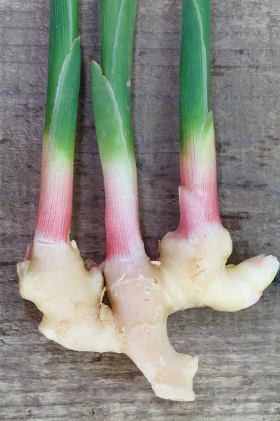 Legume de raiz de gengibre fresco — Fotografia de Stock