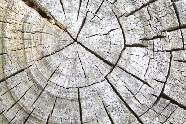 Tekstura kory drzewa — Zdjęcie stockowe
