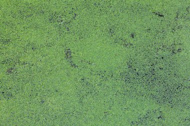 Yeşil duckweed