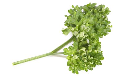 taze yeşil maydanoz