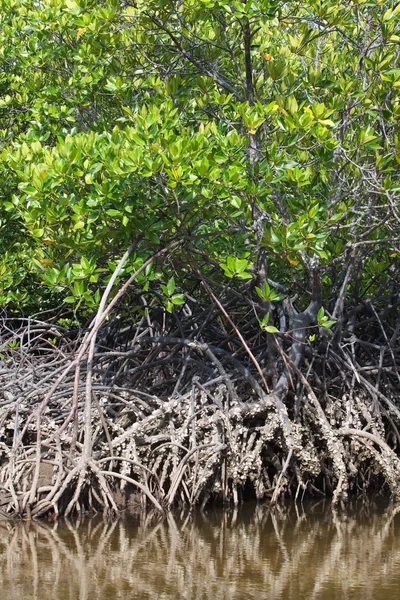 Árboles de manglar —  Fotos de Stock