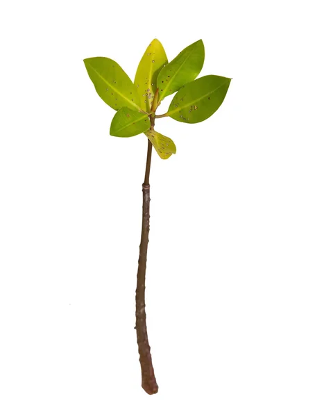 Drzewo mangrowe młodych — Zdjęcie stockowe