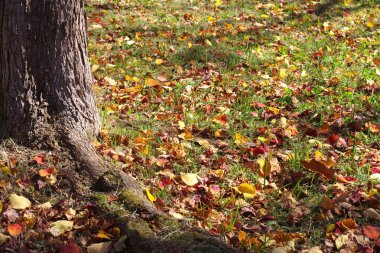 Büyük ağaç sarı ve kırmızı yaprakları ile
