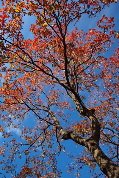Велике дерево і листя — стокове фото