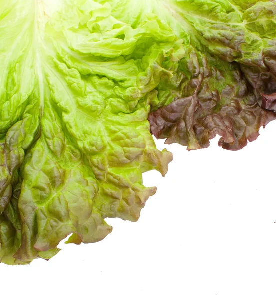 Fresh green lettuce — Stock Photo, Image