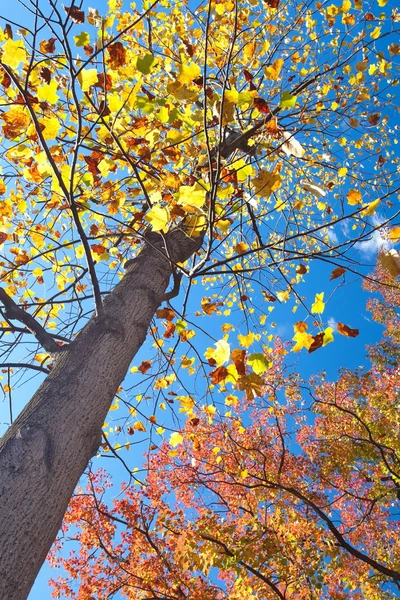 Велике дерево з жовтим і червоним листям — стокове фото
