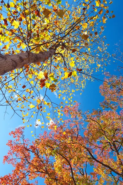 Grand arbre aux feuilles jaunes et rouges — Photo