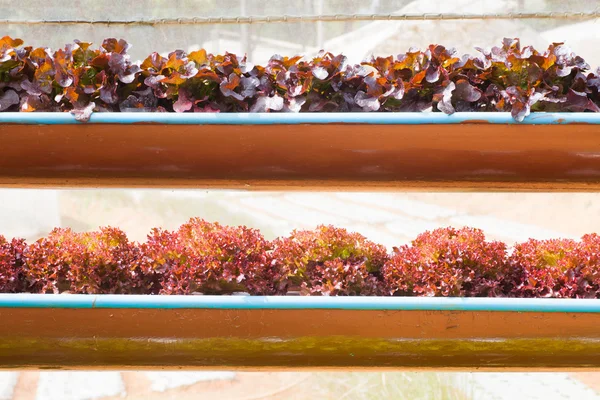Fresh red lettuces — Stock Photo, Image
